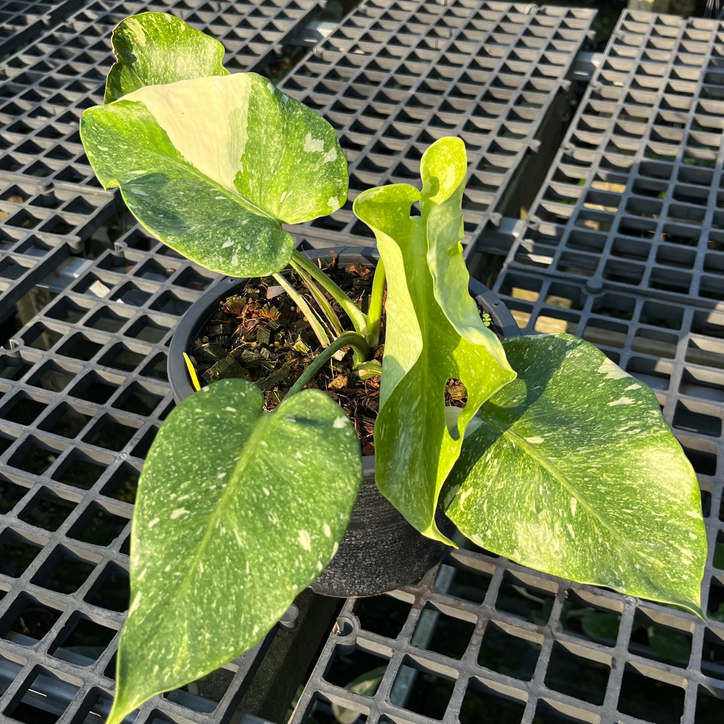 Monstera Deliciosa Platinum - Exact Plant (M038)