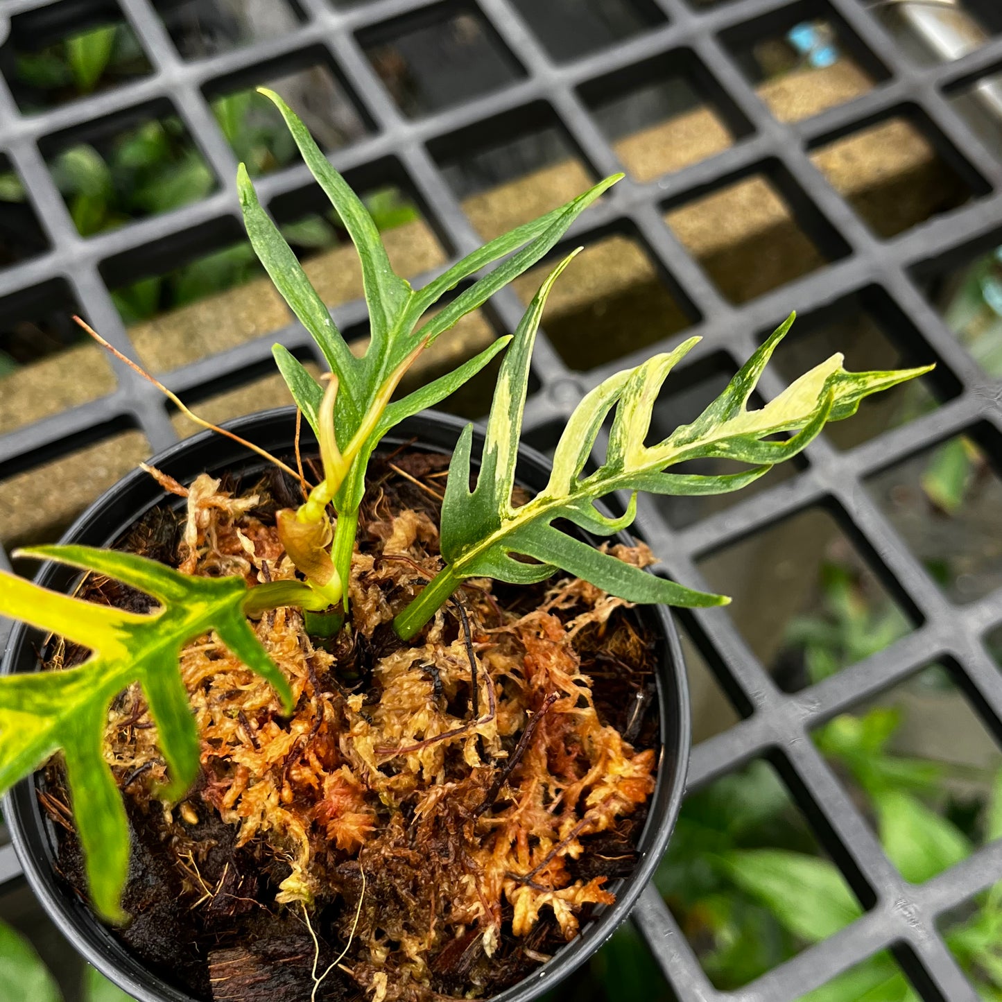 Philodendron Tortum Variegated