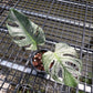 Monstera Deliciosa Devil Monster - Exact Plant (M057)
