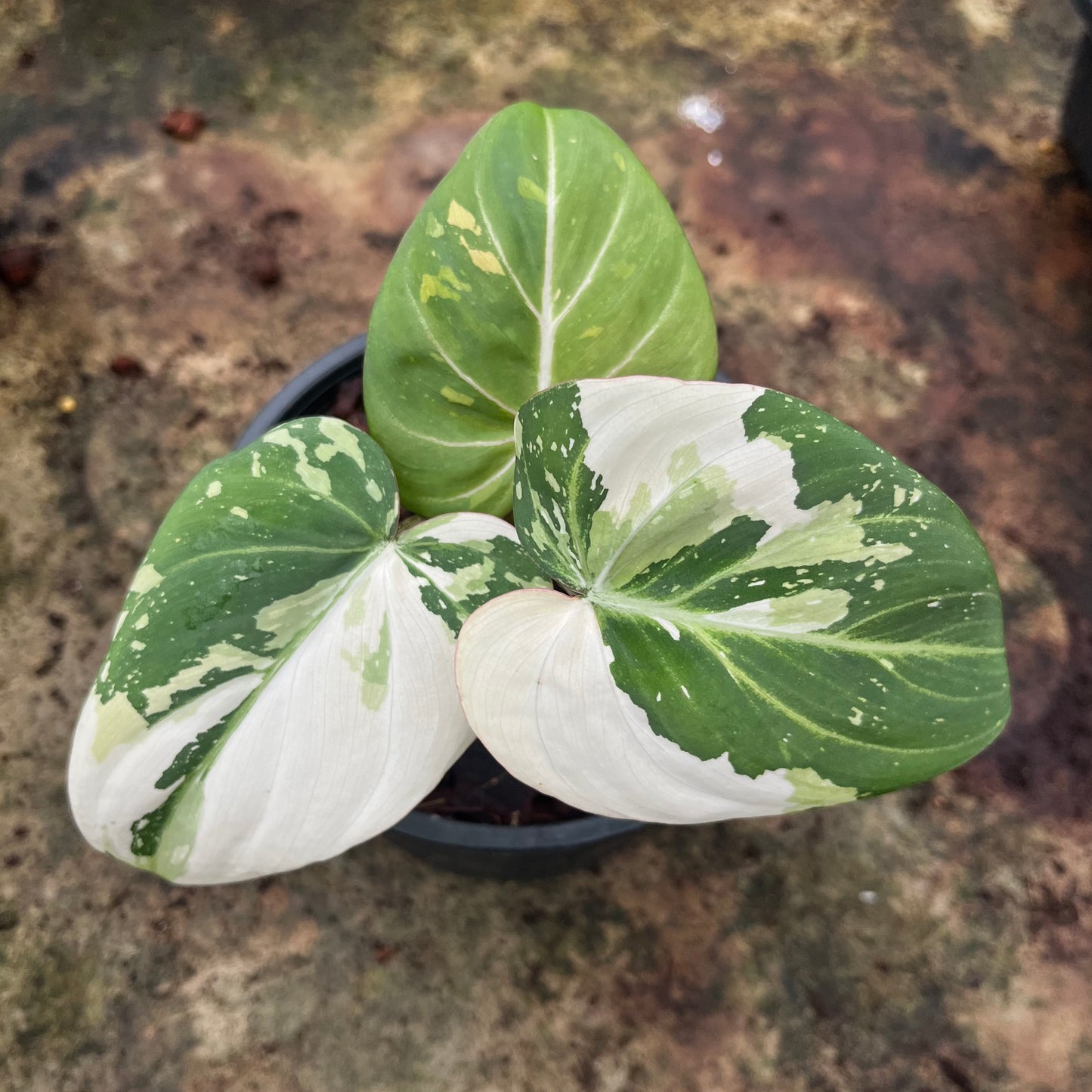 Philodendron Gloriosum Variegated