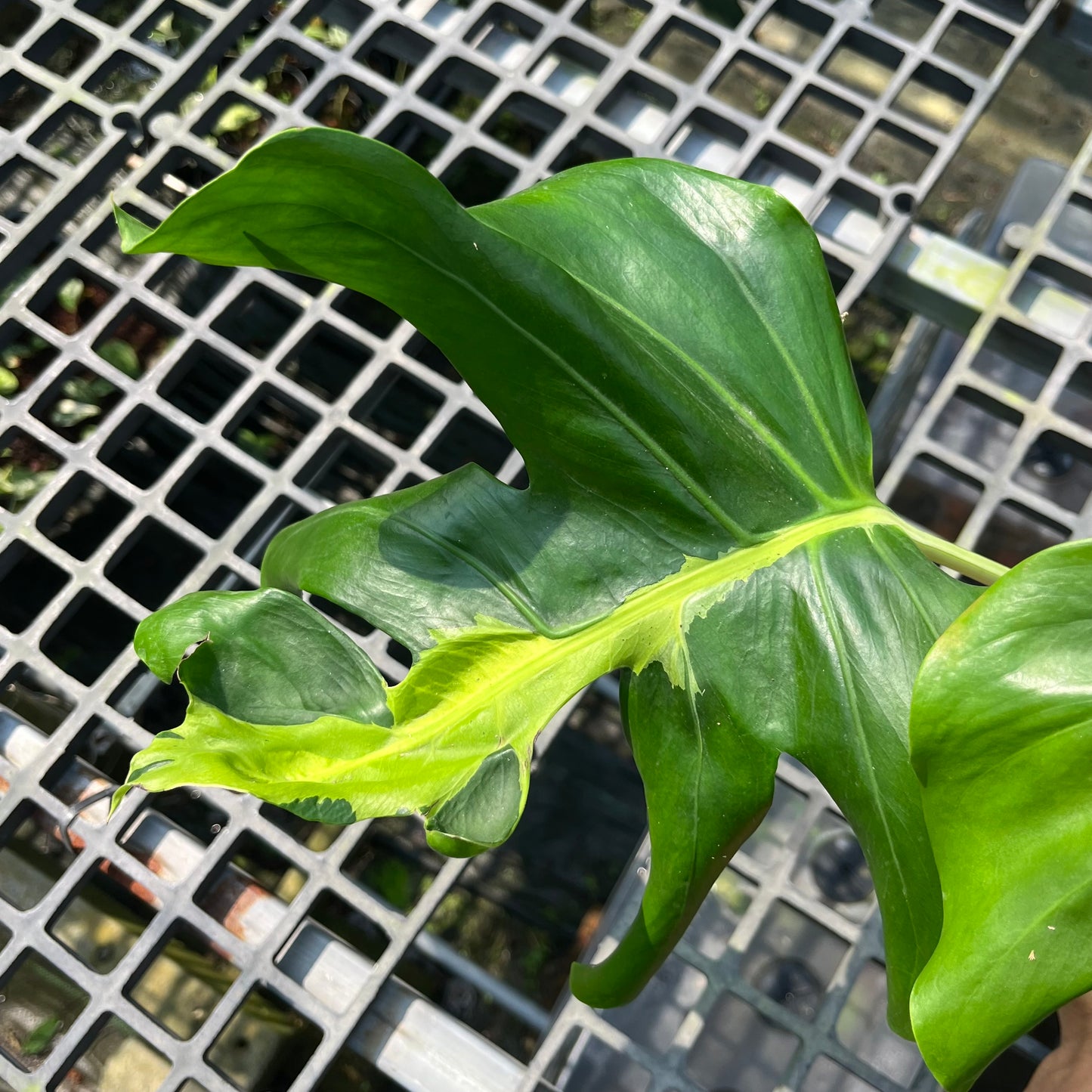 Monstera White Lava - Exact Plant (M049)