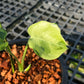 Monstera Famicito - Exact Plant (M043)