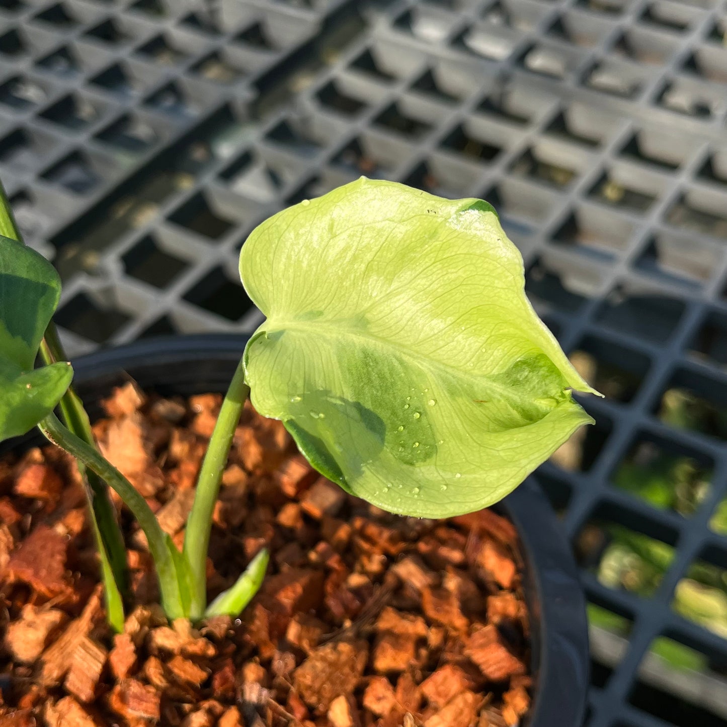 Monstera Famicito - Exact Plant (M043)