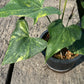 Anthurium Pterodactyl Variegated - Large - Flowering Size - Exact Plant (A025)