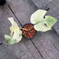 Monstera Borsigiana Full Mint