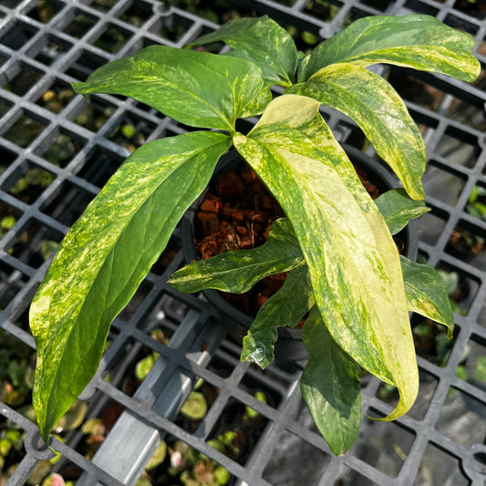 Anthurium Clavigerum Variegated