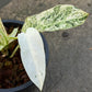 Philodendron Emerald Ice - Exact Plant (P048)