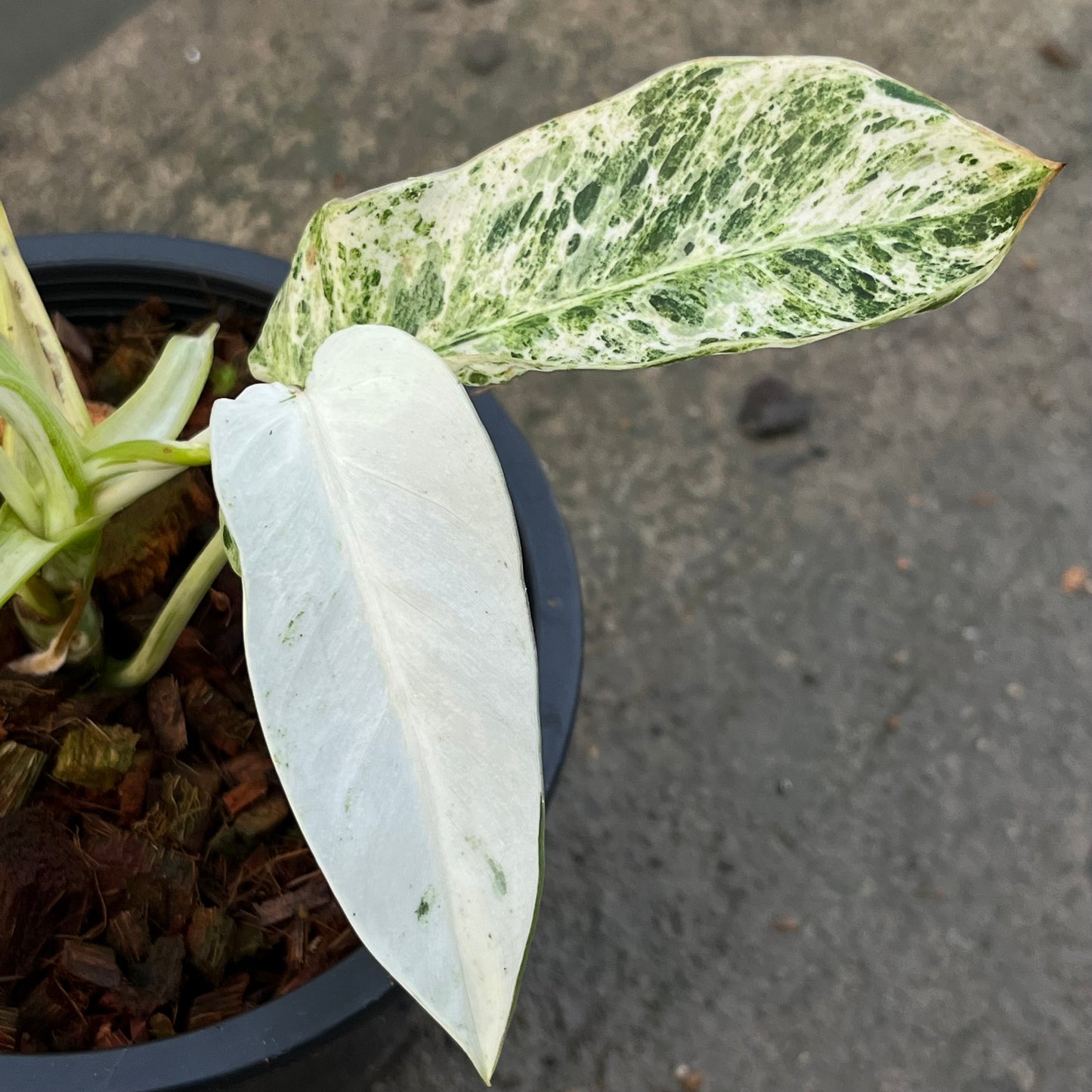 Philodendron Emerald Ice - Exact Plant (P048)
