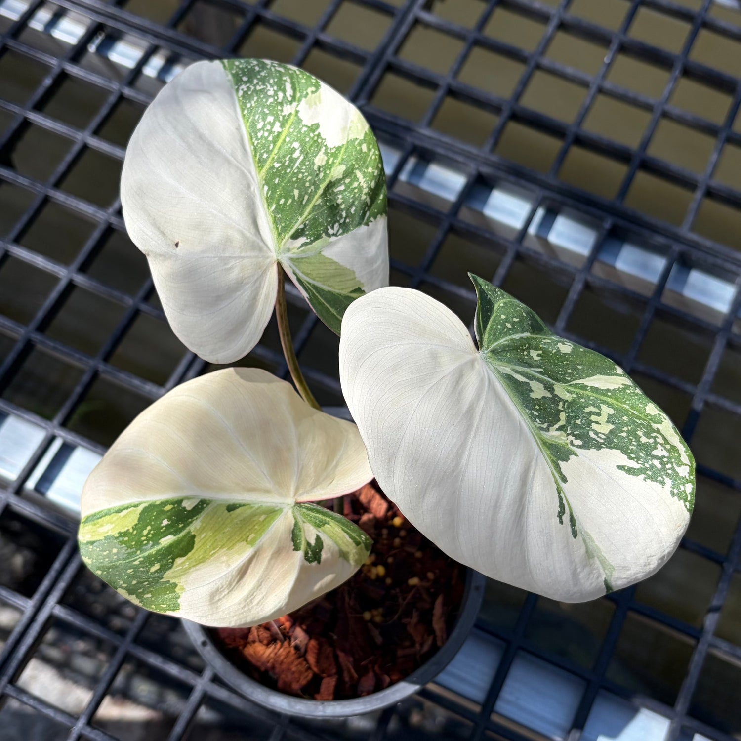 Philodendron
