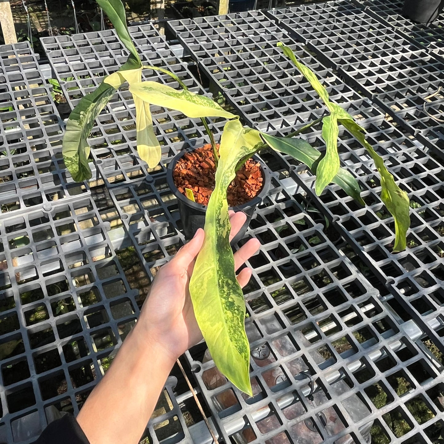 Philodendron Longilobatum Lelano Miyano Variegated - Exact Plant (P041)