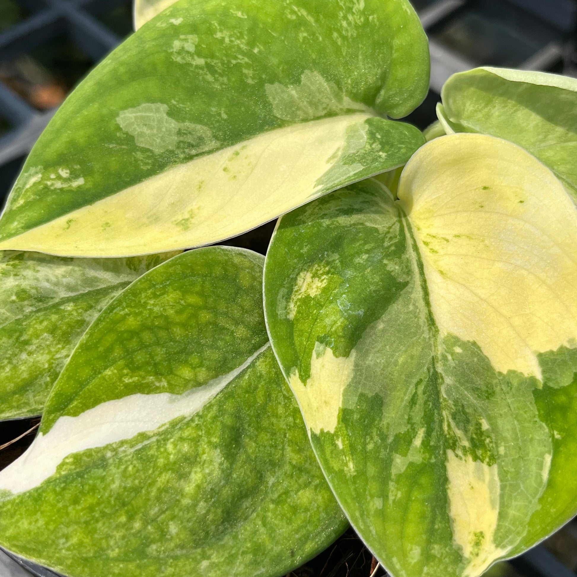 Scindapsus Mangurai Variegated 