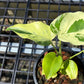 Monstera Light Lime - Exact Plant (M046)