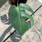 Monstera Borsigiana x Mint ‘Jungle’ - Exact Plant (M042)
