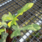 Philodendron Florida Beauty x Mayoi Variegated - Exact Plant (P056)