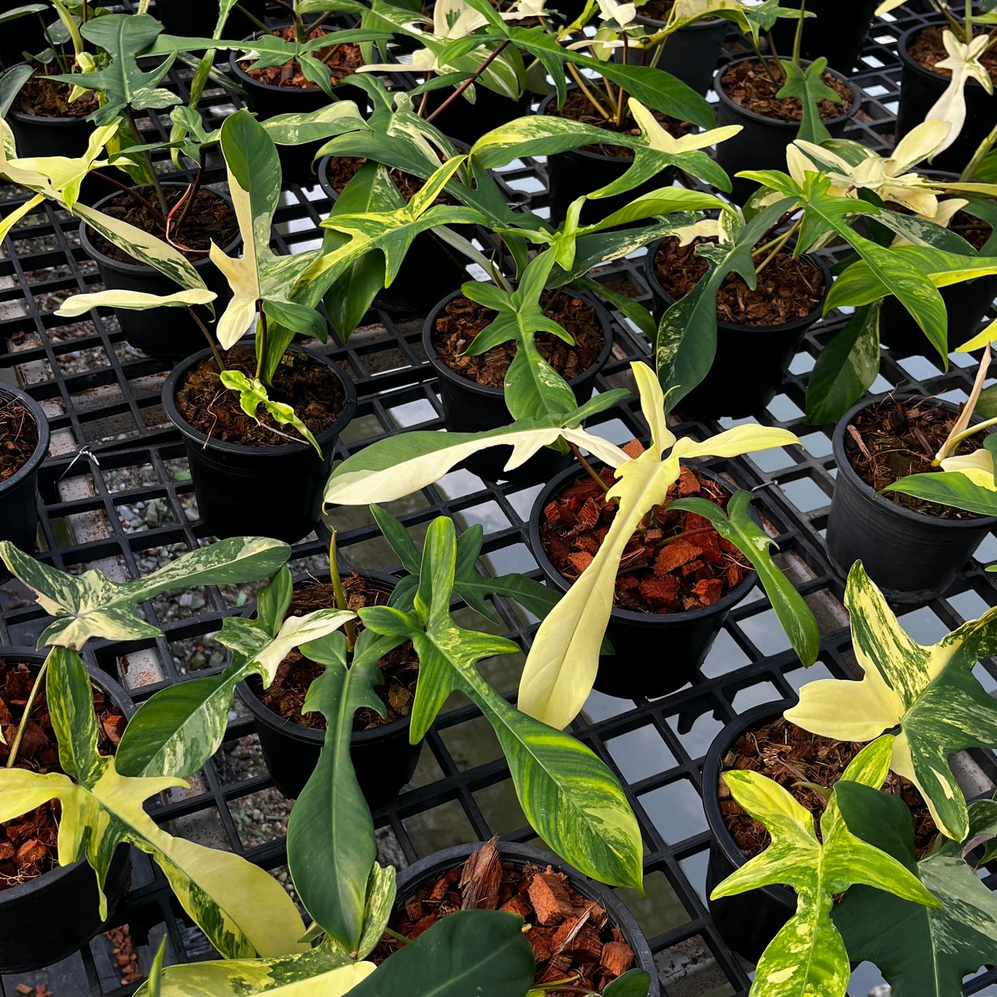Philodendron Florida Beauty