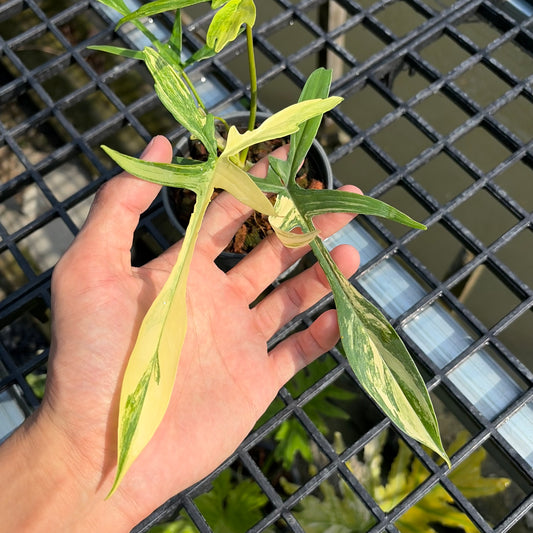 Philodendron Florida Beauty x Philodendron Polypodioides - Exact Plant (P062)