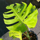 Monstera Light Lime - Exact Plant (M036)