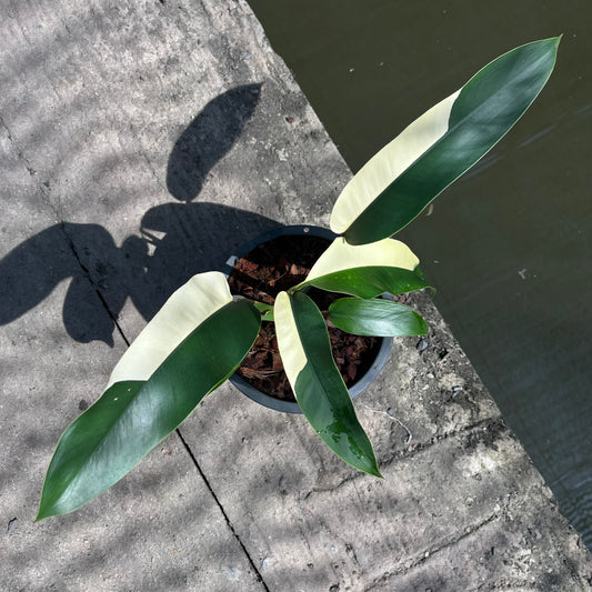 Epipremnum Giganteum White Pearl - Exact Plant (EP012)