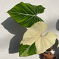 Philodendron Gloriosum Variegated Type1 - Exact Plant - Collector Grade
