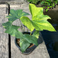 Anthurium Pterodactyl Variegated - Large - Flowering Size - Exact Plant (A025)