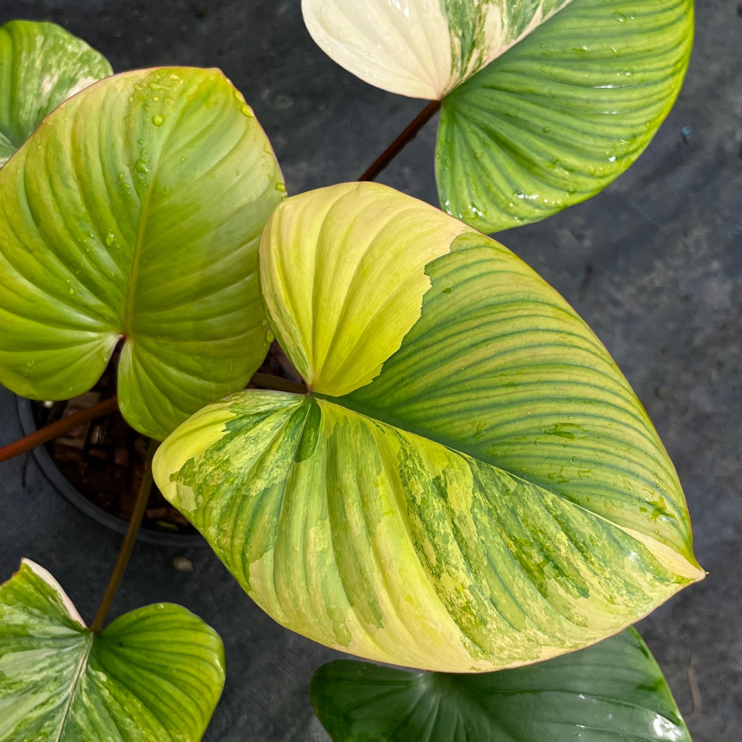 Homalomena Rubescens Variegated