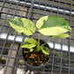 Monstera Light Lime - Exact Plant (M049)