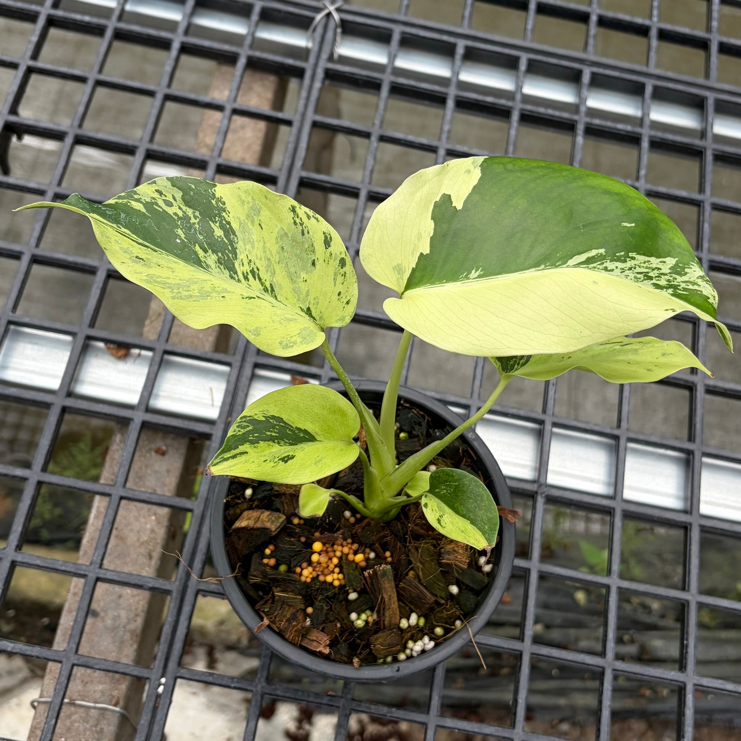 Monstera Light Lime - Exact Plant (M049)