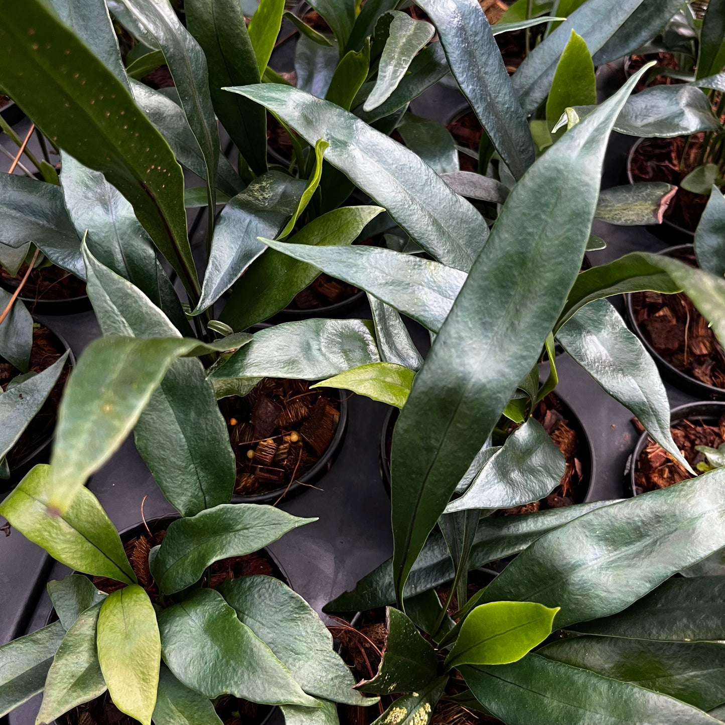 Microsorum Thailandicum - Blue Oil Fern