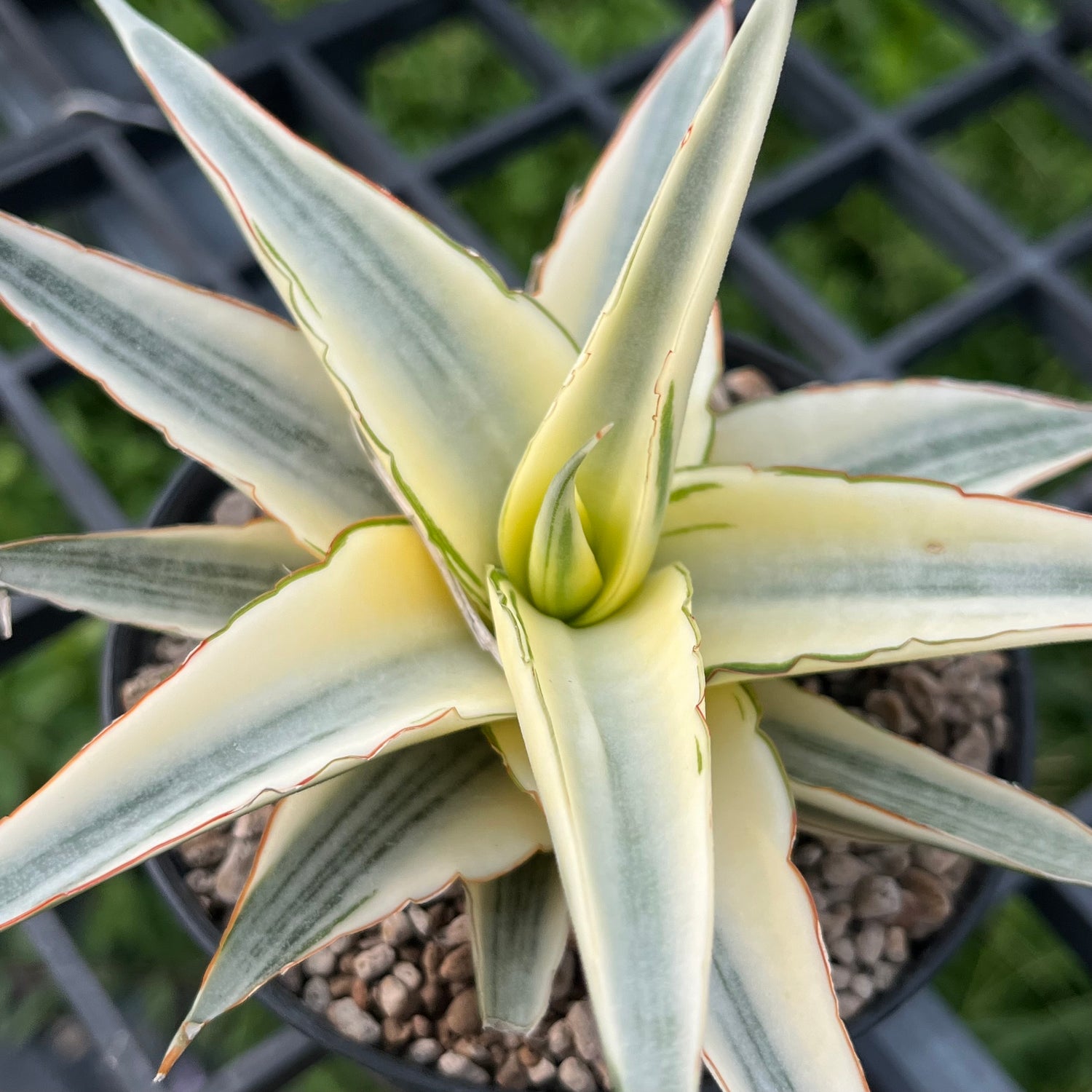 Sansevieria