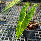 Philodendron Billietiae Variegated- Exact Plant (P026)