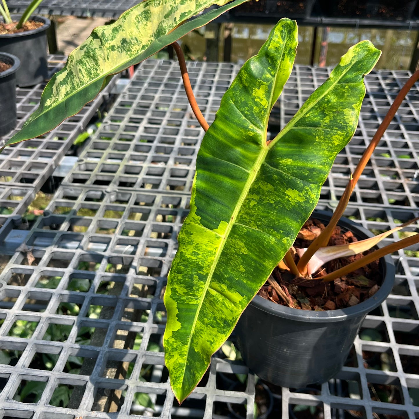 Philodendron Billietiae Variegated- Exact Plant (P026)