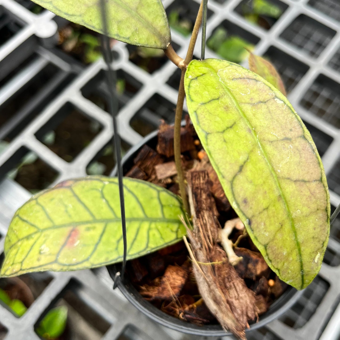 Hoya Sp. Ganung Gading