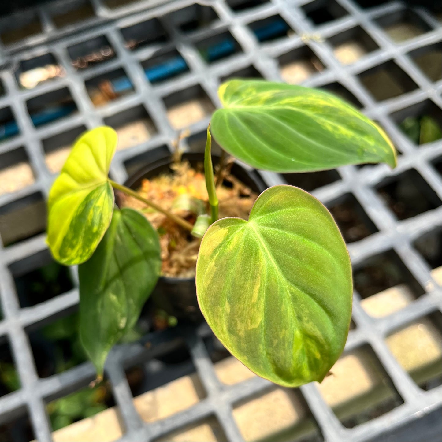Philodendron Micans Variegated Aurea