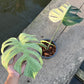 Monstera Borsigiana Mint ‘Jungle’ XL - Exact Plant (M039)