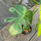 Monstera Deliciosa LionFish - Exact Plant (M046)