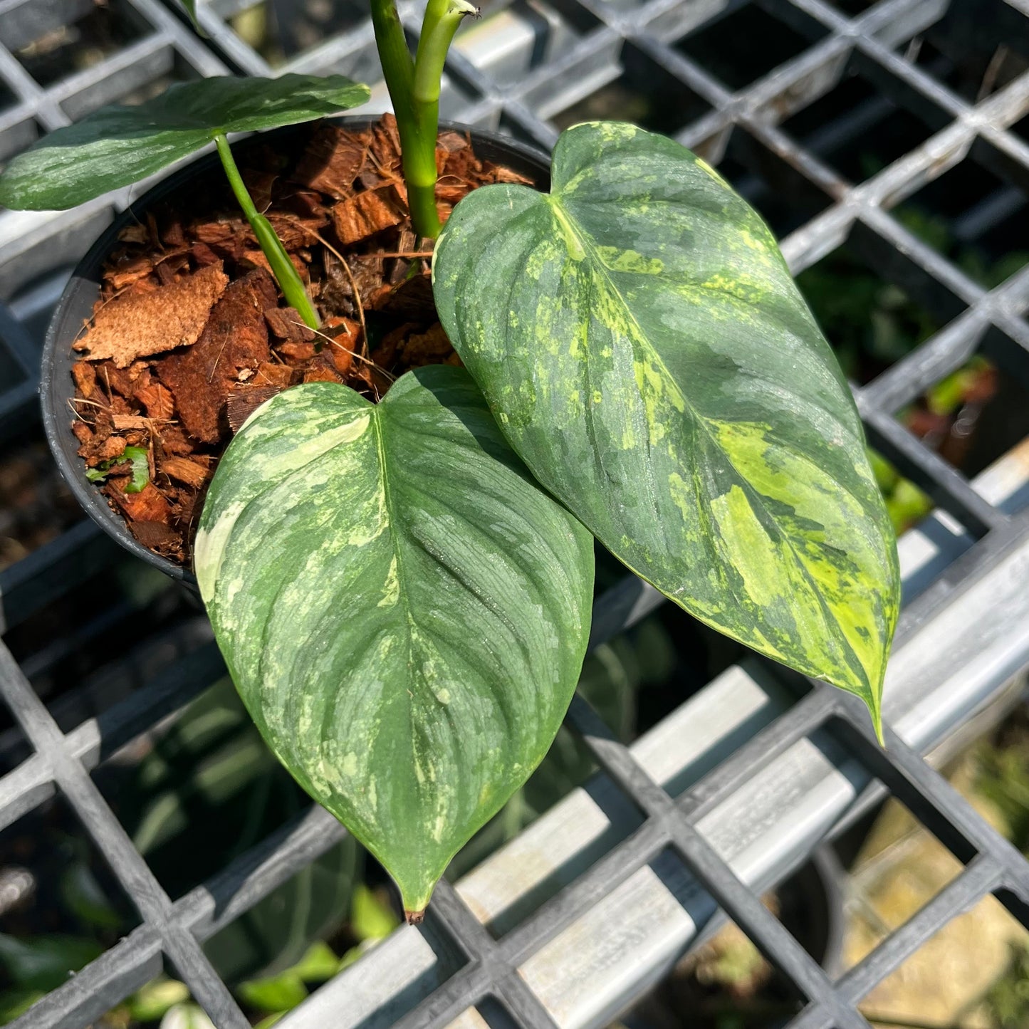 Philodendron Brandtianum Variegated - Exact Plant (P044)