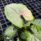 Syngonium Orm Thong Variegated