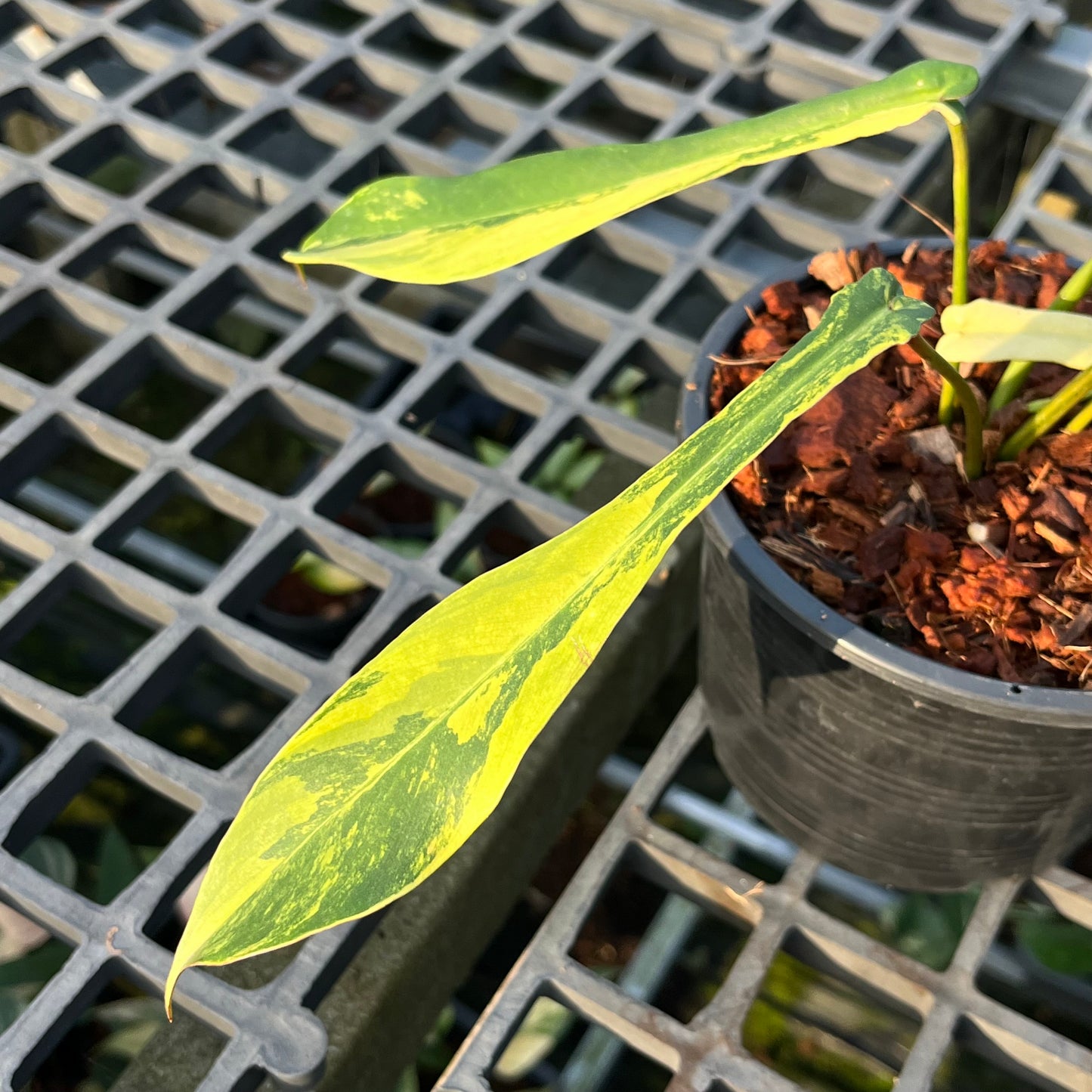 Philodendron Joepii Aurea Variegated - Exact Plant (P038)
