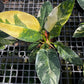Philodendron Green Congo Nuclear