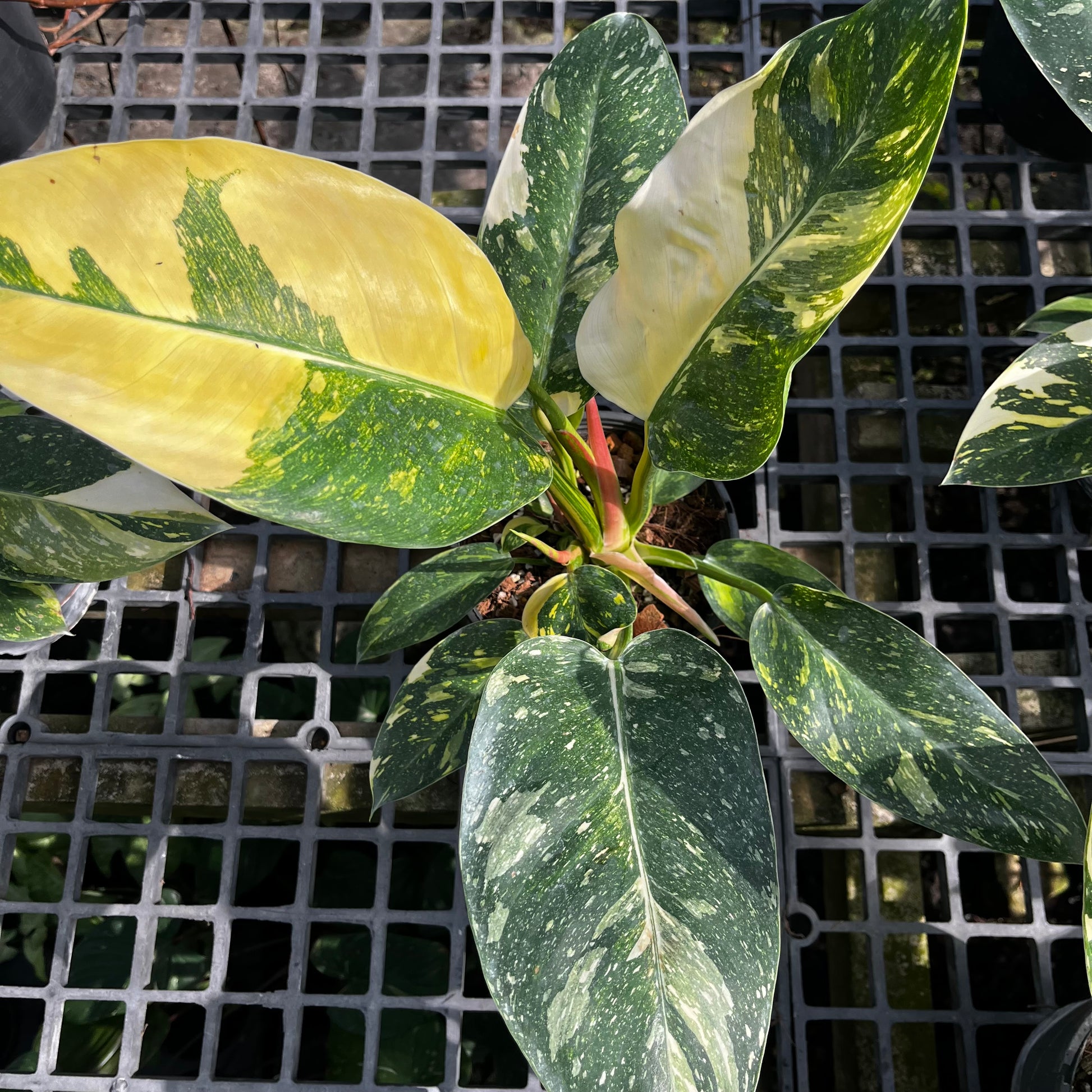 philodendron yellow congo Philodendron Green Congo Nuclear – Greenroom Planter