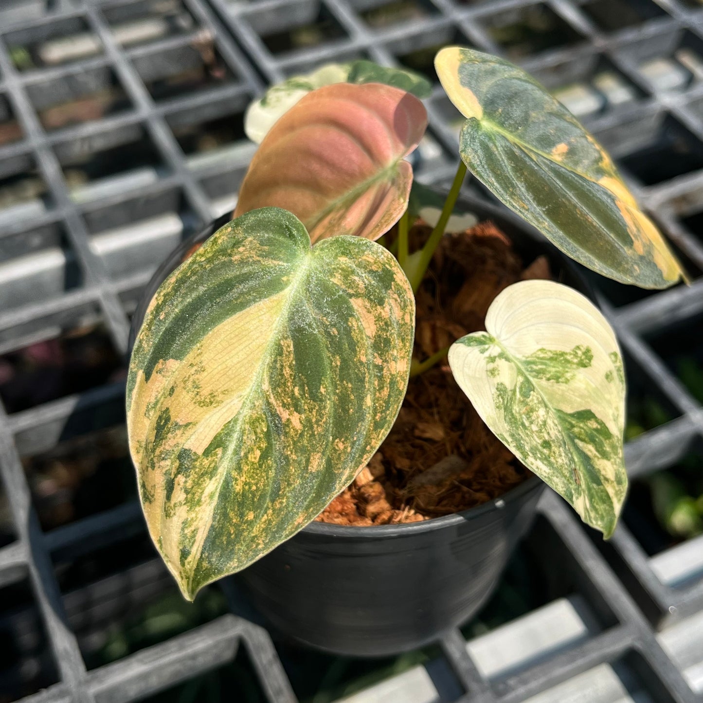 Philodendron Melanochrysum ‘BonFire’ Orange Variegated - Exact Plant (P046)