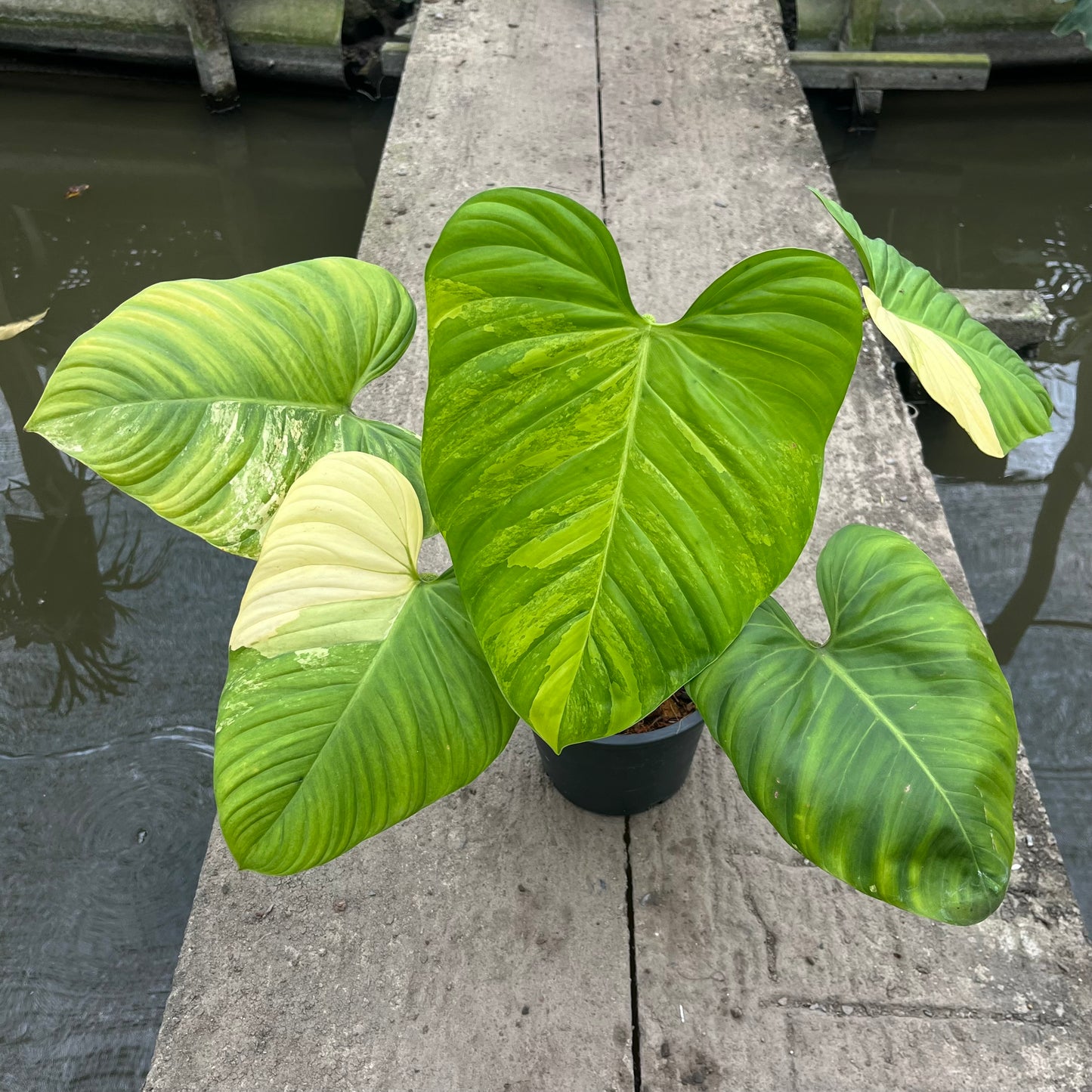 Philodendron Nangaritense Variegated - Fuzzy Petiole- Exact Plant (P032)