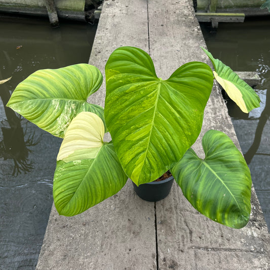 Philodendron Nangaritense Variegated - Fuzzy Petiole- Exact Plant (P032)