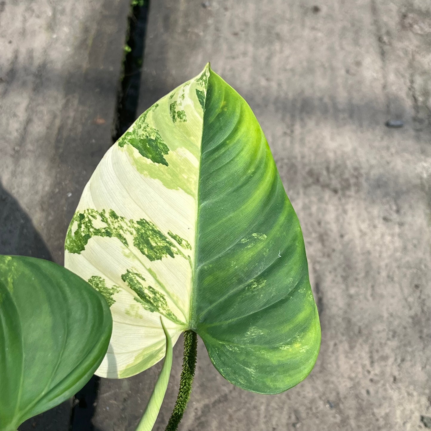 Philodendron Nangaritense Variegated - Fuzzy Petiole- Exact Plant (P032)