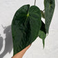 Anthurium Black Cherry F2 - Exact Plant - Australian Hybrid - Flowering Size