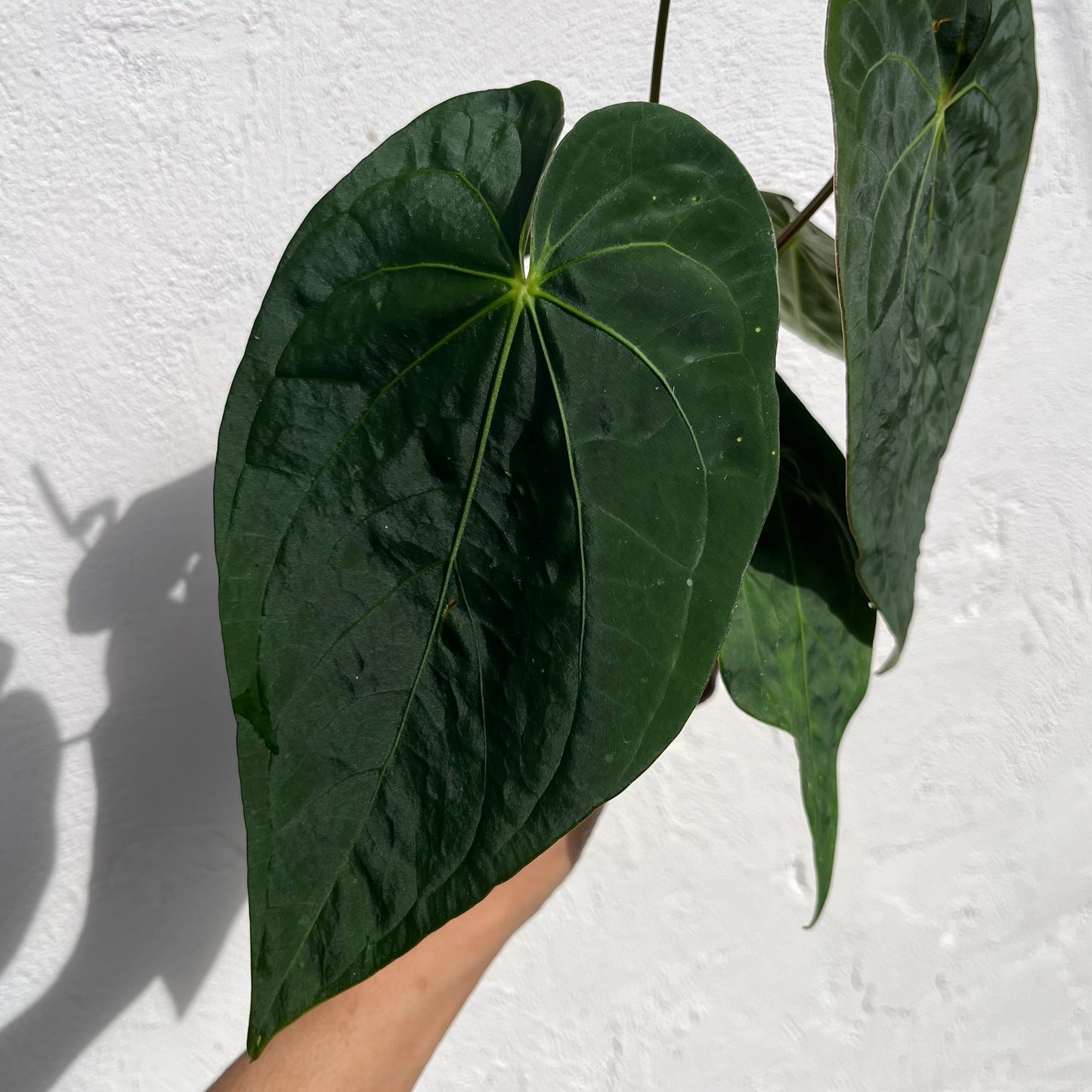 Anthurium Black Cherry F2 - Exact Plant - Australian Hybrid - Flowering Size