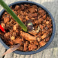 Philodendron Gloriosum Variegated Type 1 - Exact Plant - Mid Cut