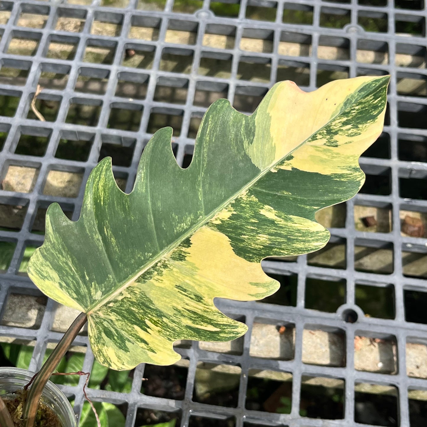 Philodendron Caramel Marble - Exact Plant (P031)