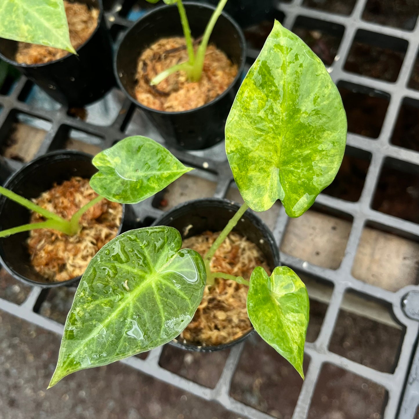 Alocasia Regal Shields variegated