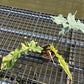 Philodendron Florida Beauty x Bob Cee variegated - Exact Plant (P057)